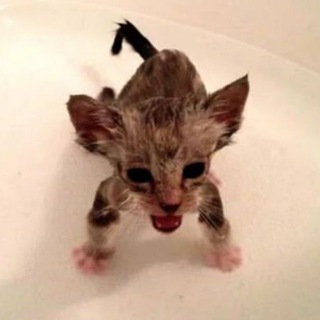 Видео с котами(смешные)🐱