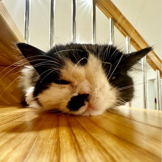 Котик из коробки