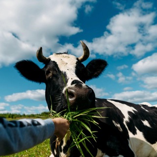 "Божья Коровка" - приют для коров