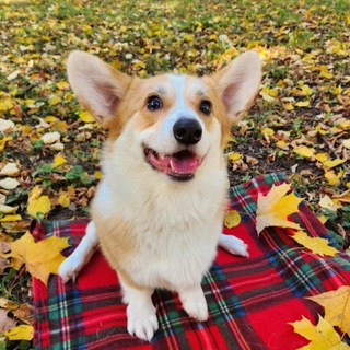 Ричи Храброе Сердце 🐾🧡🐶