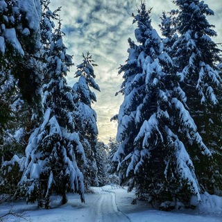 ̰Д̰ы̰х̰а̰н̰и̰е̰ ̰л̰е̰с̰а̰/❀b͚r͚e͚a͚t͚h͚ ͚o͚f͚ ͚t͚h͚e͚ ͚f͚o͚r͚e͚s͚t͚❀