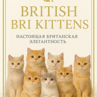 𝓑𝓻𝓲𝓽𝓲𝓼𝓱 𝓬𝓪𝓽𝓼 🐾 🇺🇿