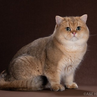 Питомник ЗОЛОТЫХ ШИНШИЛЛ