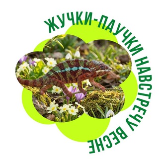 ЖУЧКИ-ПАУЧКИ