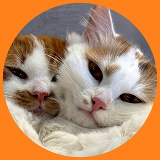 и Баг и Фича