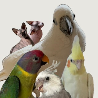 Птички бизнесс-класса