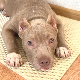 Американский булли Харди