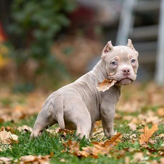 Американские булли. Питомник.