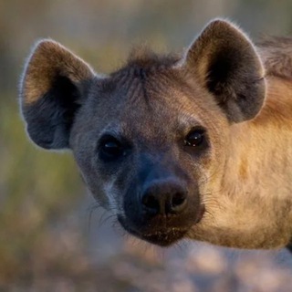 НеБианки 🐦‍⬛ О животных