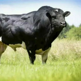 BUQALAR SAVDOSi 2022