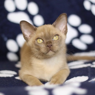 Бурма. Питомник Levarin