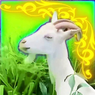 Бутовские козлы