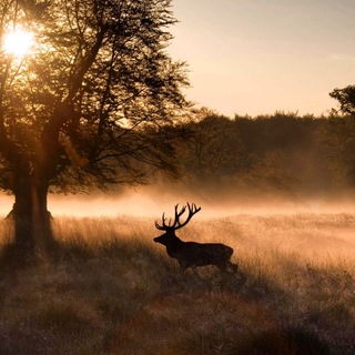 ⚜️Βουτορίνη & Βιολογία | БИОЛОГИЯ©ЗООЛОГИЯ, ОГЭ/ЕГЭ