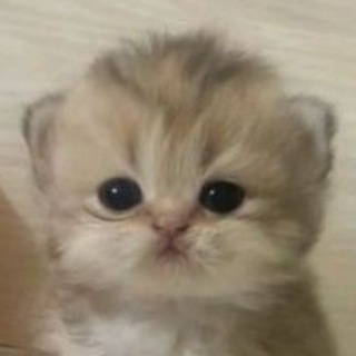 ◤━━. Buwu . ━━◥