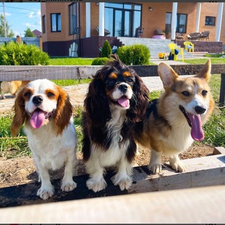 buy_minifriends ( щенки)