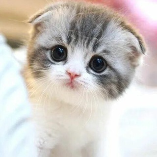 buygoodwardrobe item's