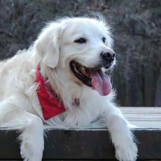 Кинолог | Александр Буйнов