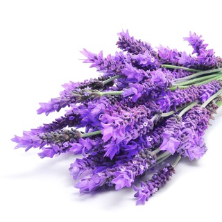 Собака Труссарди