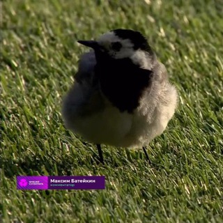 by take in | Максим Батейкин