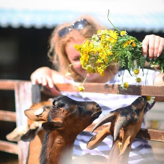 Эко-ферма Былинкино | База отдыха в Подмосковье