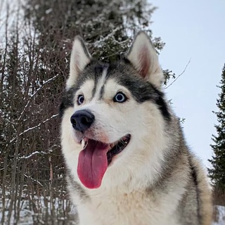Хаски по имени Байт 🐺
