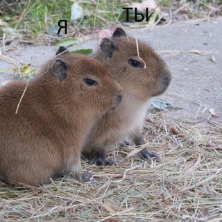Капибара эскобара