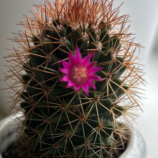 РЕХАБ ПРОДАКШИН