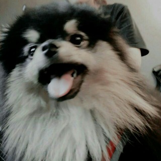 NOVO GRUPO NA BIO 🐺