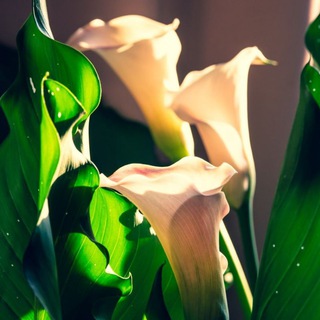 Девушка с каллами 💚