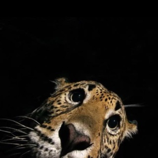 кандреевна