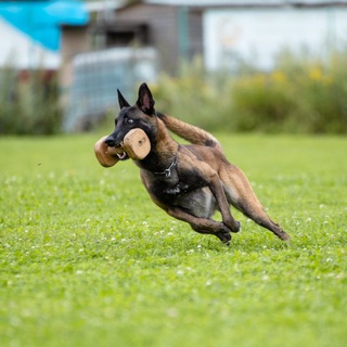 CIVOS 🐾🐾 Дрессировка собак