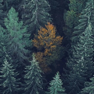 скупаем пушкинские карты по очень выгодным ценам💵