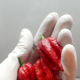 LAVA 🌶 Острота со вкусом