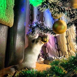 Shipping cargo cats, dogs, pets. Карго отправки из москвы по всему миру. Карго животные. Доставка Животных по всему миру из Моск