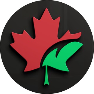 CarMaple | Авто из Китая, Кореи и Японии