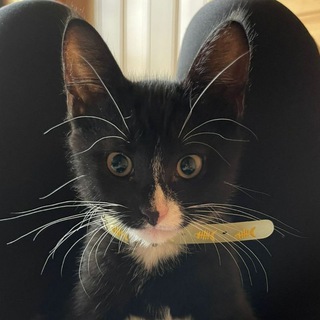 Смешные котики😊