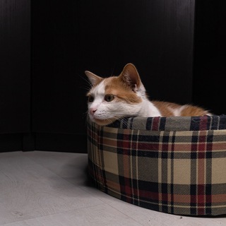 Котики и все, все, все