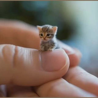 Котовасные беруше