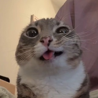 Кэт Бравл | Cat Brawl