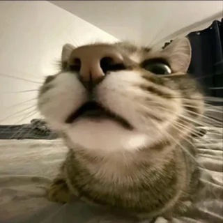 🐈 Cat Channel • Кот 🐾