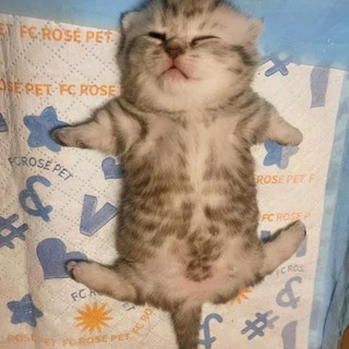 Милые котята | Мемокотия