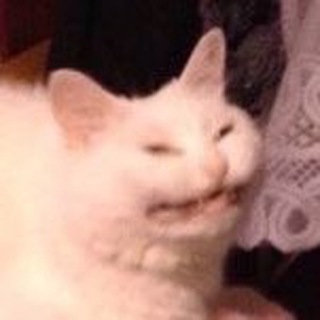 Кошачья Федерация