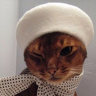 French Cat / французский язык