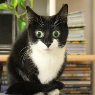 Котики 🐈🐈‍⬛