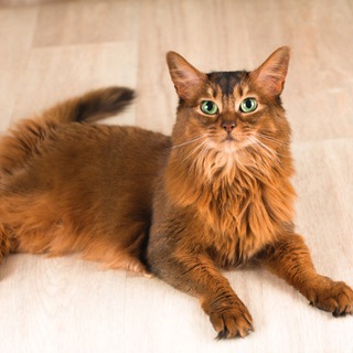 Будни кота Сомали