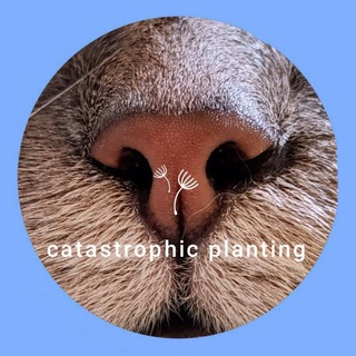 Catастрофическое цветоводство 🐈