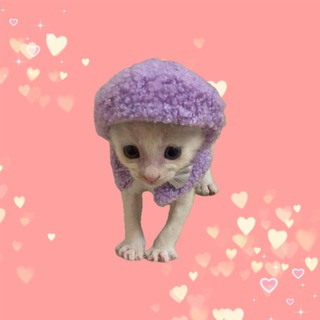 коты из internet