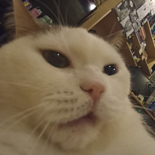 Котик Кокс правит миром