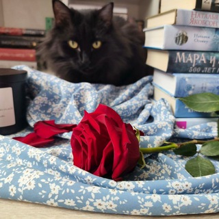 книжный кот 🐈‍⬛