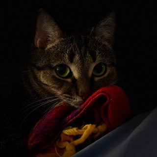 Коты - амбассадоры красоты